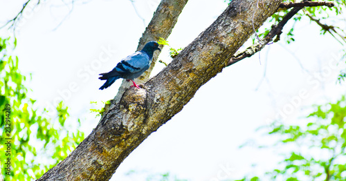 Pigeon on the tree