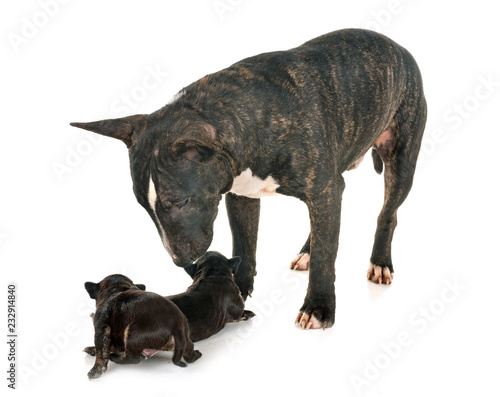 miniature bull terrier and puppies © cynoclub