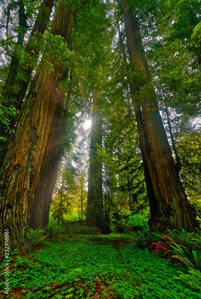 Obraz premium Light Between the Trees