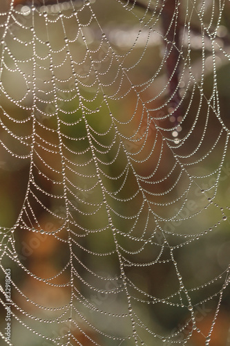 morning dews on spider web