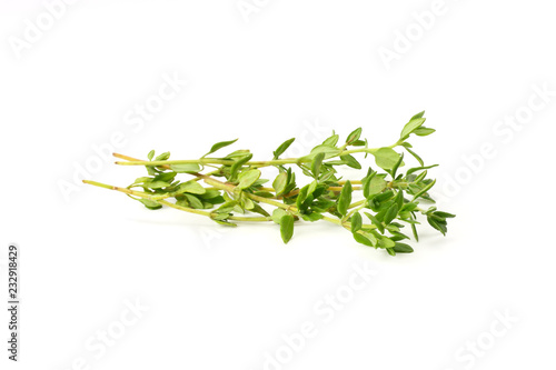 green thyme bunch isolated on white background © Dmytro