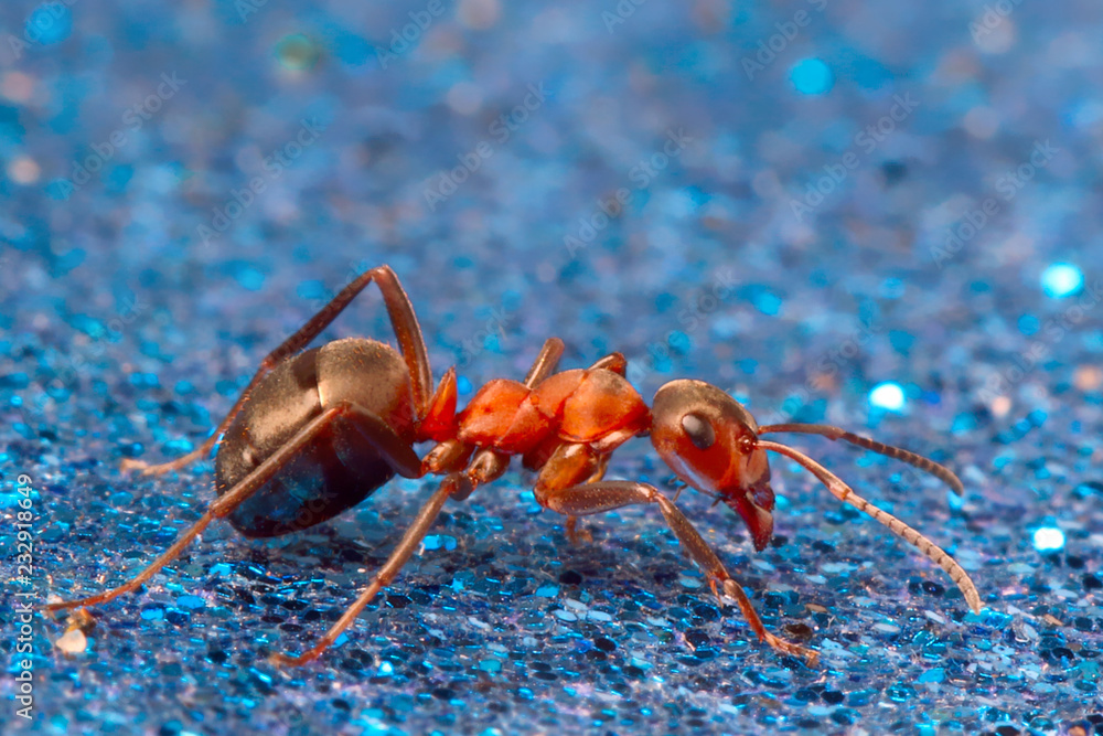 Ant on a blue abstract background resembling the bottom of the pool.