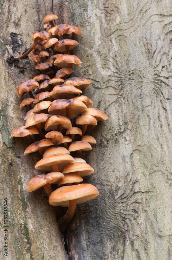 Fototapeta premium Flammulina velutipes mushrooms