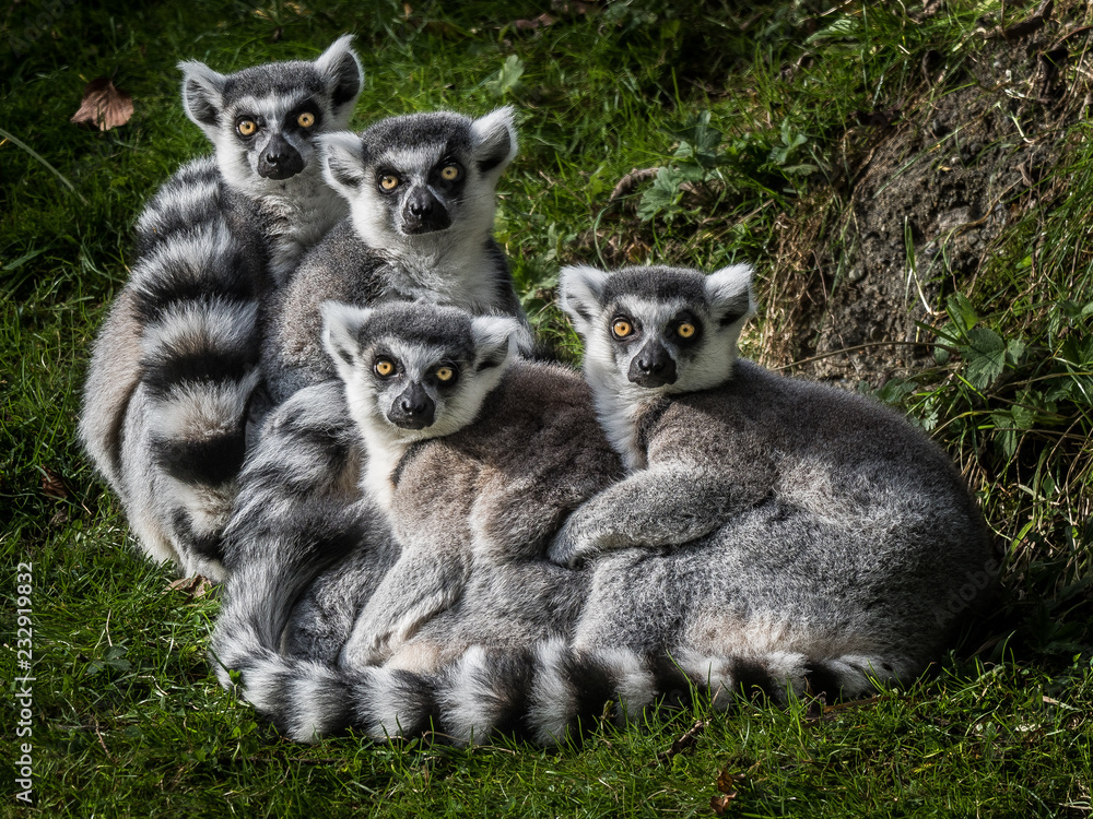 Fototapeta premium lemurs huddled hugging zoo