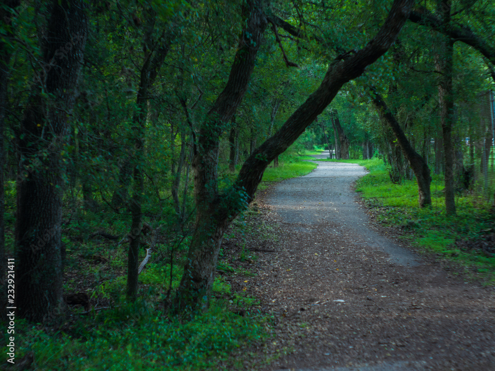 Fototapeta premium Rays of sunlight shining through vibrantly colorful forest canopy onto walking trail