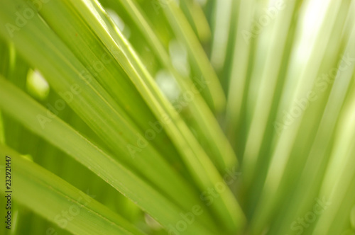 Macro shot of palm tree leaves.