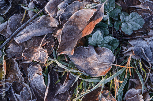 Fallen brown leaves lie on the grass covered with frost after the first frost.
