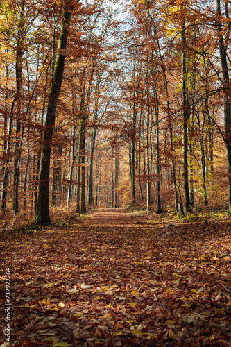 Wandering through a forest covered with autumn colors and leaves in Germany