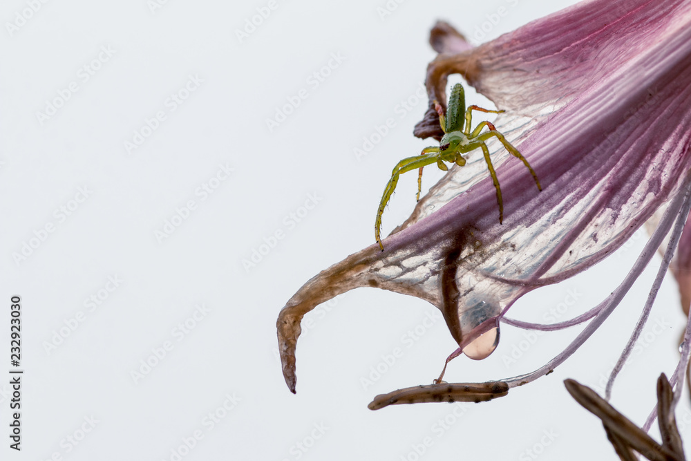 地球外生命体を思わせる蜘蛛と花 Stock Photo Adobe Stock