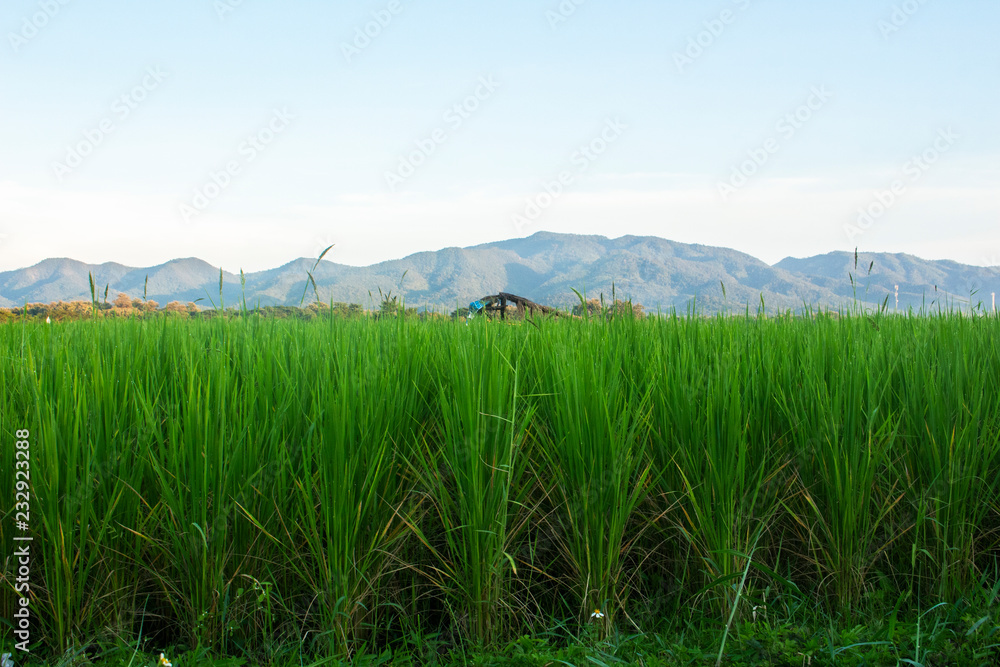 rice field nature view landscape
