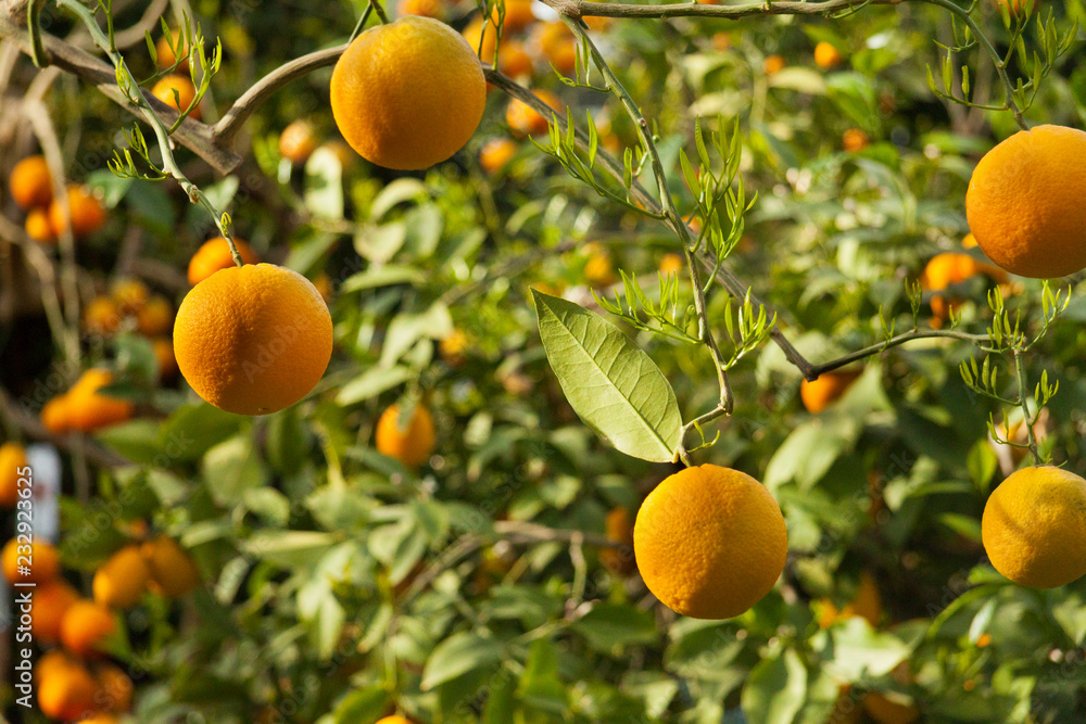Oranges on the tree