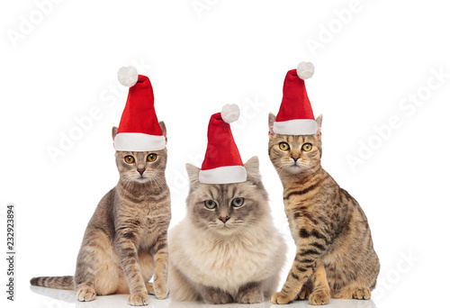 group of three adorable metis cats dressed as santa claus