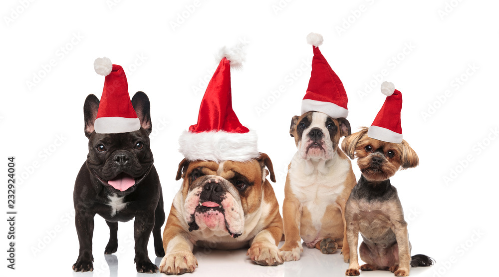 group of four adorable and different santa dogs