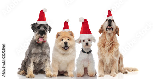 four adorable santa dogs of different breeds sitting and panting