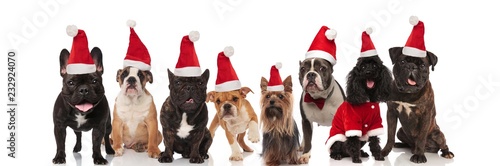eight cute and happy dogs wearing santa hats © Viorel Sima