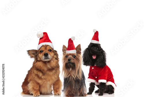 team of three happy dogs wearing santa claus costume © Viorel Sima