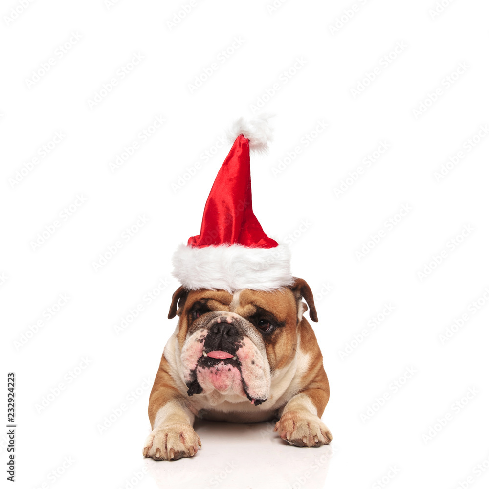 adorable english bulldog with santa hat lying and panting