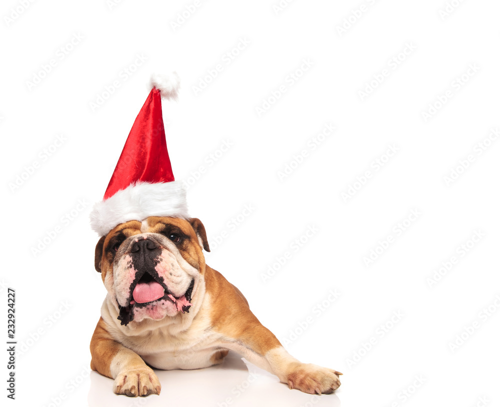 cute english bulldog wearing a santa hat lying