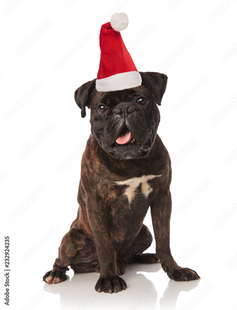 cute black boxer dressed as santa claus sitting cute black boxer dressed as santa claus sitting