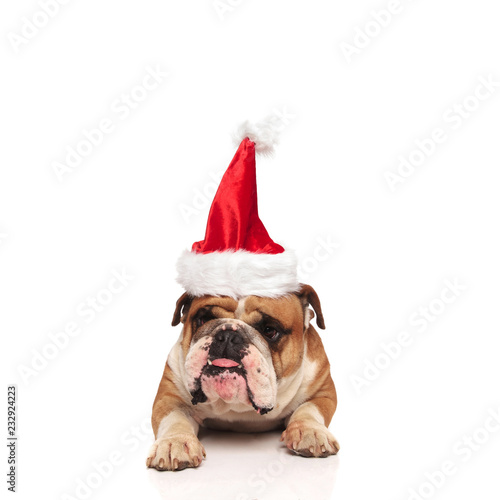 adorable english bulldog with santa hat lying and panting © Viorel Sima