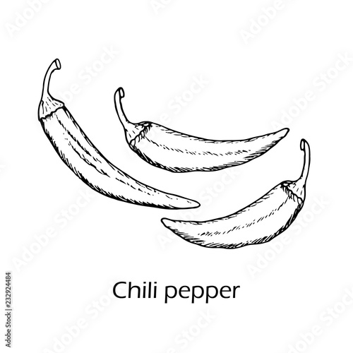 Hand drawn spice and vegetable chilly pepper