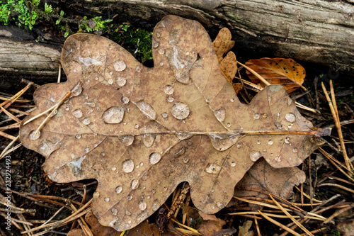 Fallen autumn leaf closeup with raindrops
