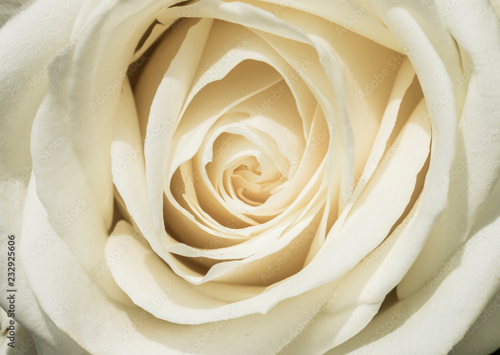 White rose, Rosa White rose, Rosa