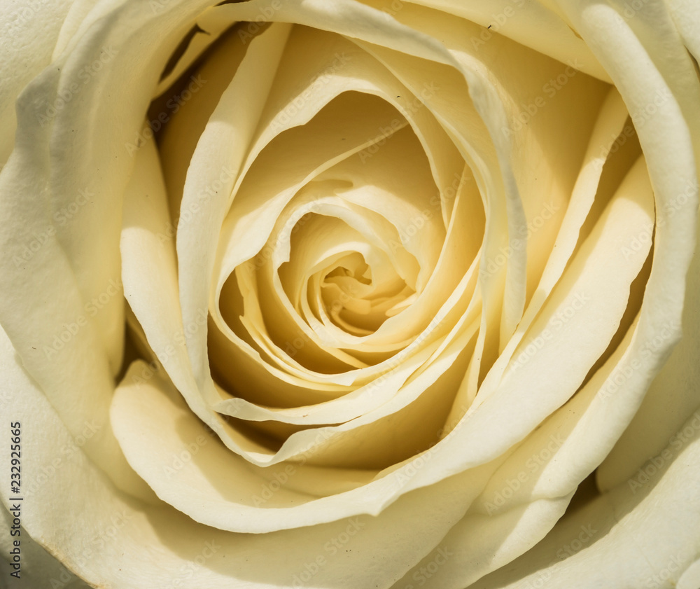 White rose, Rosa White rose, Rosa