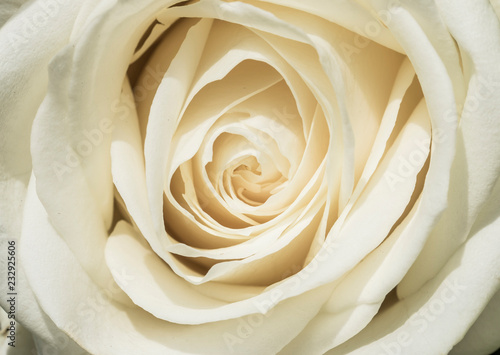 White rose  Rosa