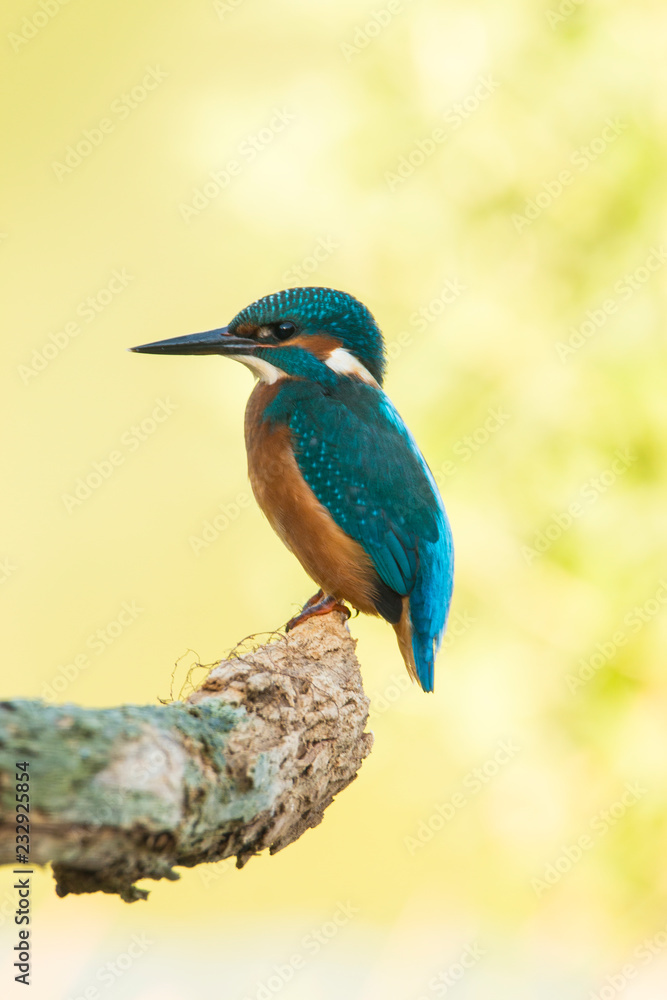 Fototapeta premium Zimorodek, Alcedo atthis