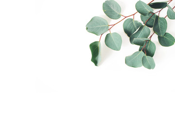 Frame, corner made of green Eucalyptus populus leaves and branches on white background. Floral composition. Feminine styled stock flat lay image, top view. Copy space.