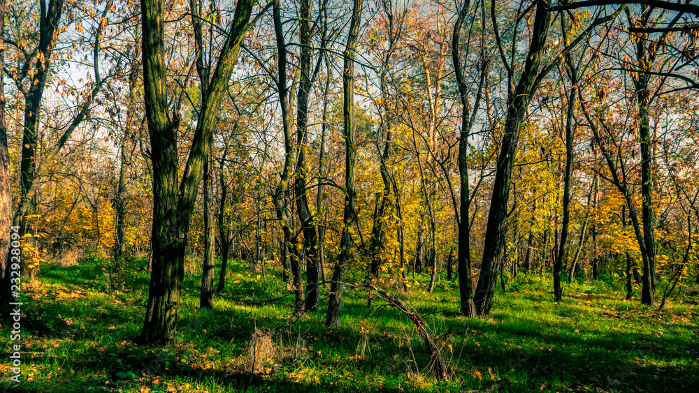 trees with yellow leaves grow in the park, autumn has come trees with yellow leaves grow in the park, autumn has come