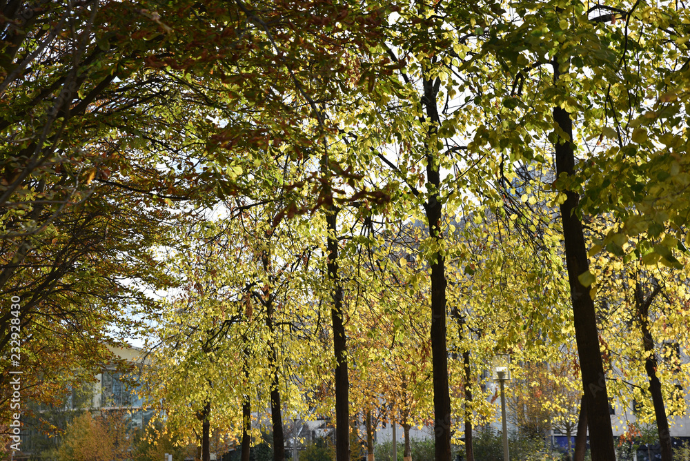 Allée d'arbres dorés en automne à Paris, France