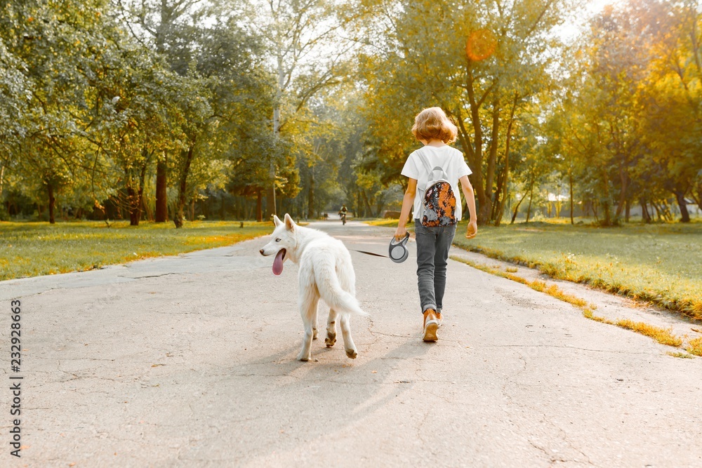 Fototapeta premium Children teenagers boy and girl walking on the road in the park with a white dog husky, back view