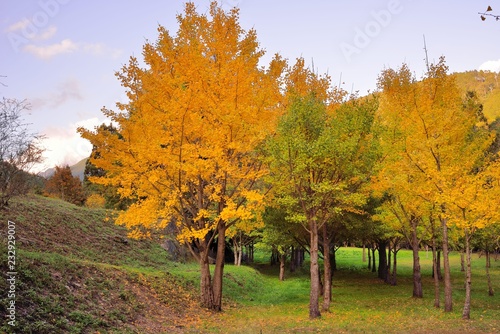 Ginkgo biloba, is an autumn background of yellow leaves
