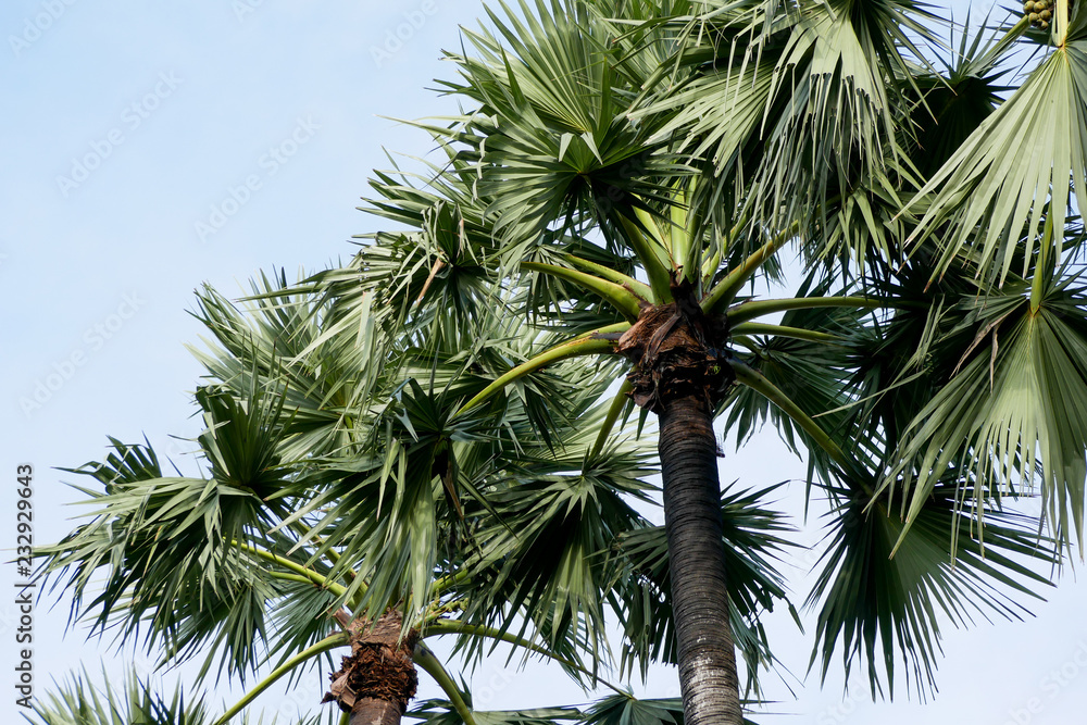 Fototapeta premium sugar palm Tree on sky beautiful tropical background