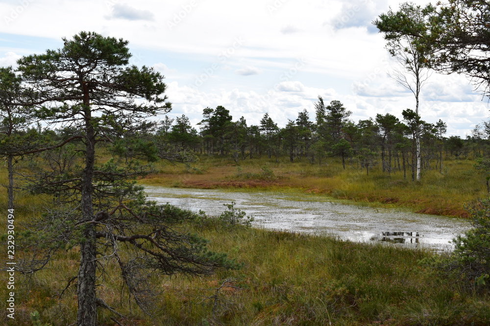 Kemeri national park, bog and lakes landscape picture with trees refelcting in the water Kemeri national park, bog and lakes landscape picture with trees refelcting in the water