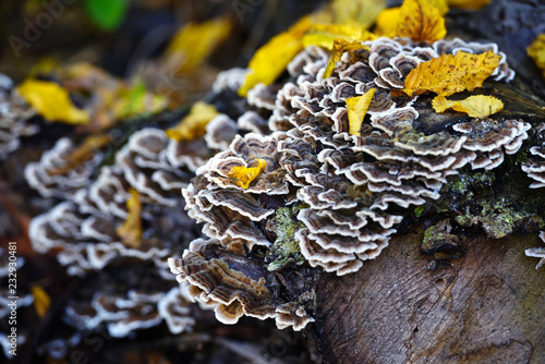 Trametes versicolor mushroom in the autumn forest.
