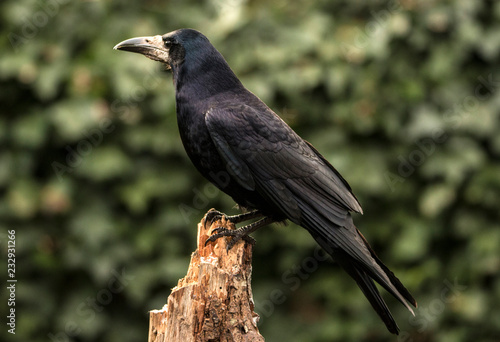 Rook, Corvus frugilegus © Gert Hilbink