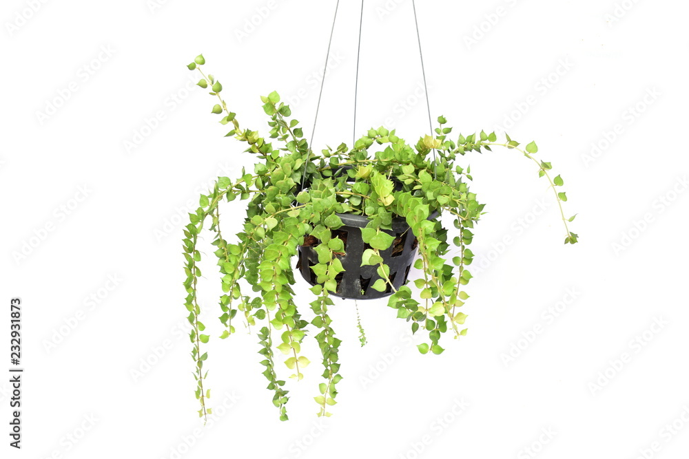 Fototapeta premium green plant hanging isolated collection on white background