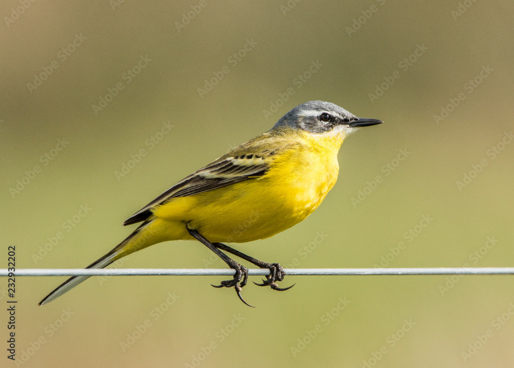 Yellow wagtail, Motacilla flava