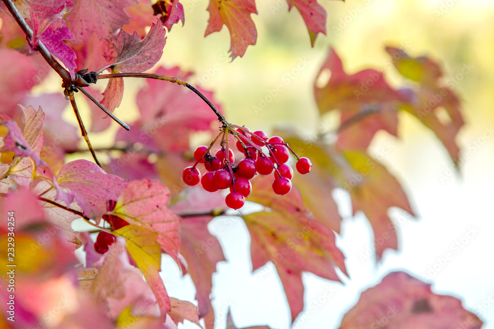 branch of ripe red viburnum with berries in autumn branch of ripe red viburnum with berries in autumn
