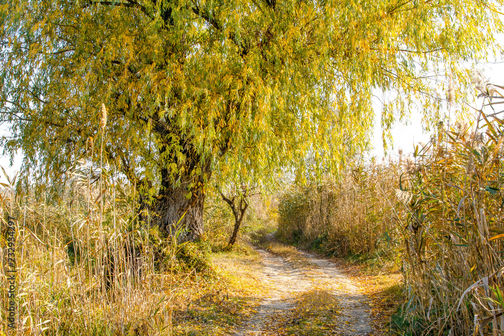 autumn landscape old willow in the reeds by the road autumn landscape old willow in the reeds by the road