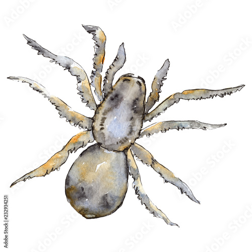 Exotic tarantula wild insect in a watercolor style isolated. For background, texture, wrapper pattern or tattoo.