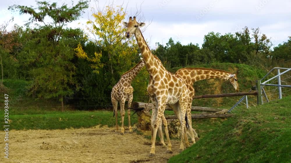 Giraffes walk through golden grasslands in Africa.