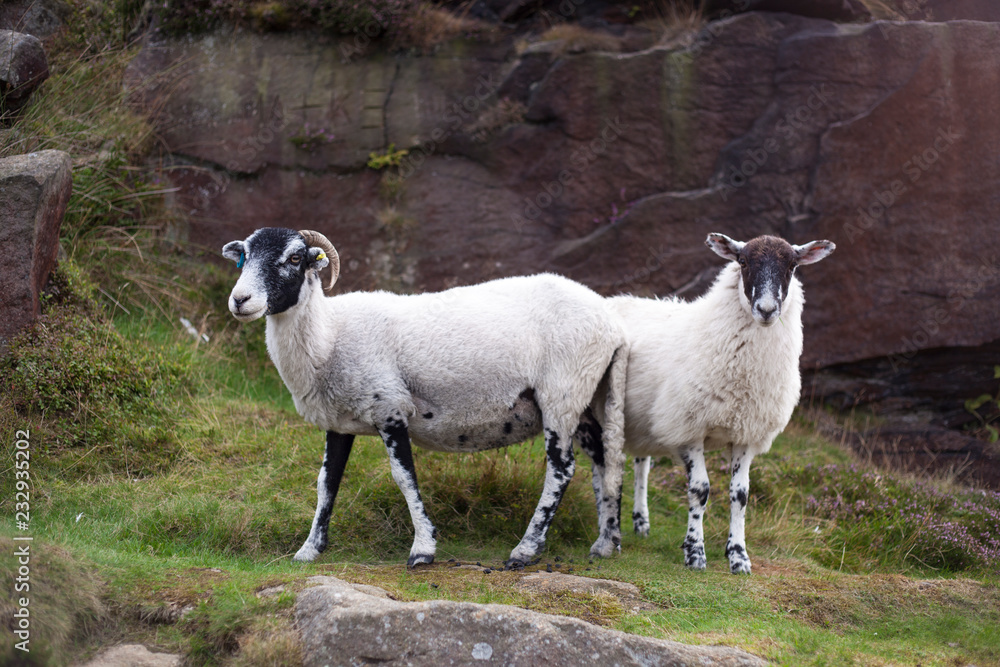 Fototapeta premium Yorkshire Sheep