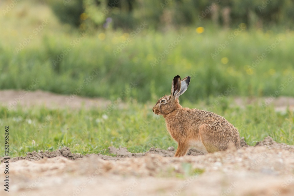 European brown hare (Lepus europaeus) European brown hare (Lepus europaeus)