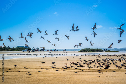 A flock of Black Skimmers flying around in South Padre Island  Texas