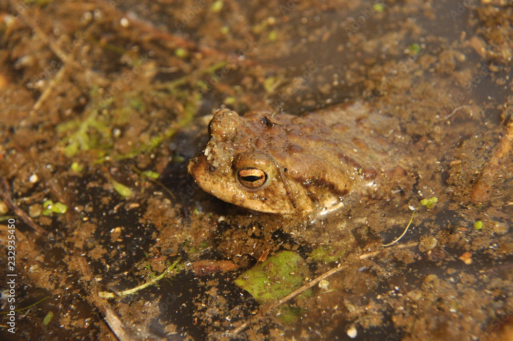 Toad. Amphibian during the spring awakening and mating Toad. Amphibian during the spring awakening and mating