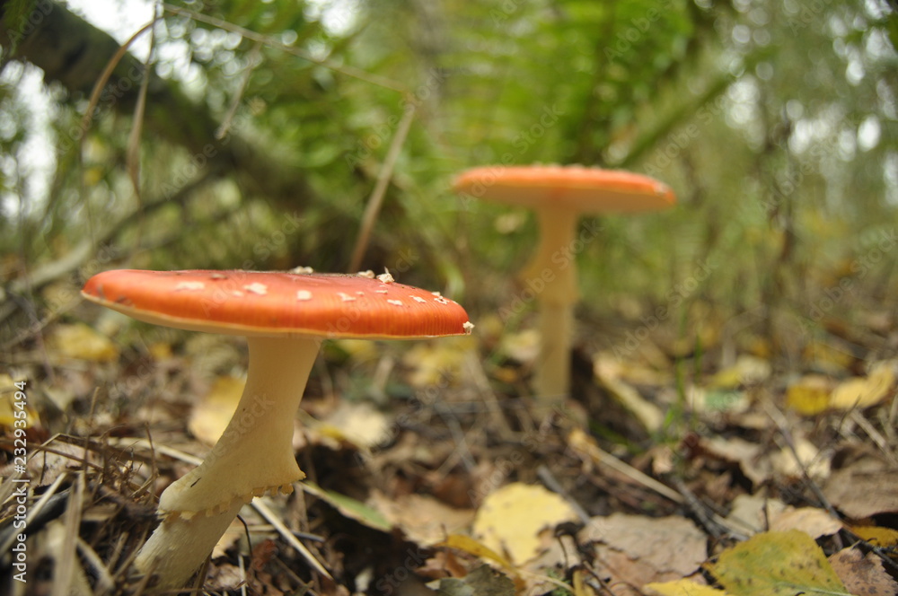 red toadstool mushroom in the forest while, inedible, poisonous red toadstool mushroom in the forest while, inedible, poisonous